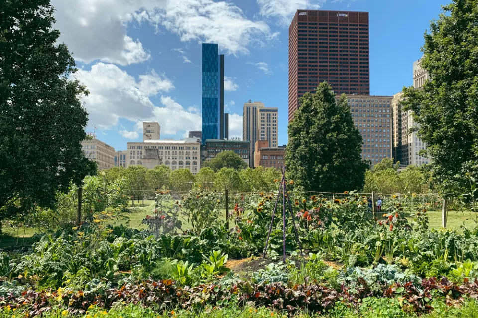 Community garden in Chicago, Illinois with view of city skyline